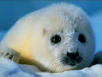 harp seal.jpg